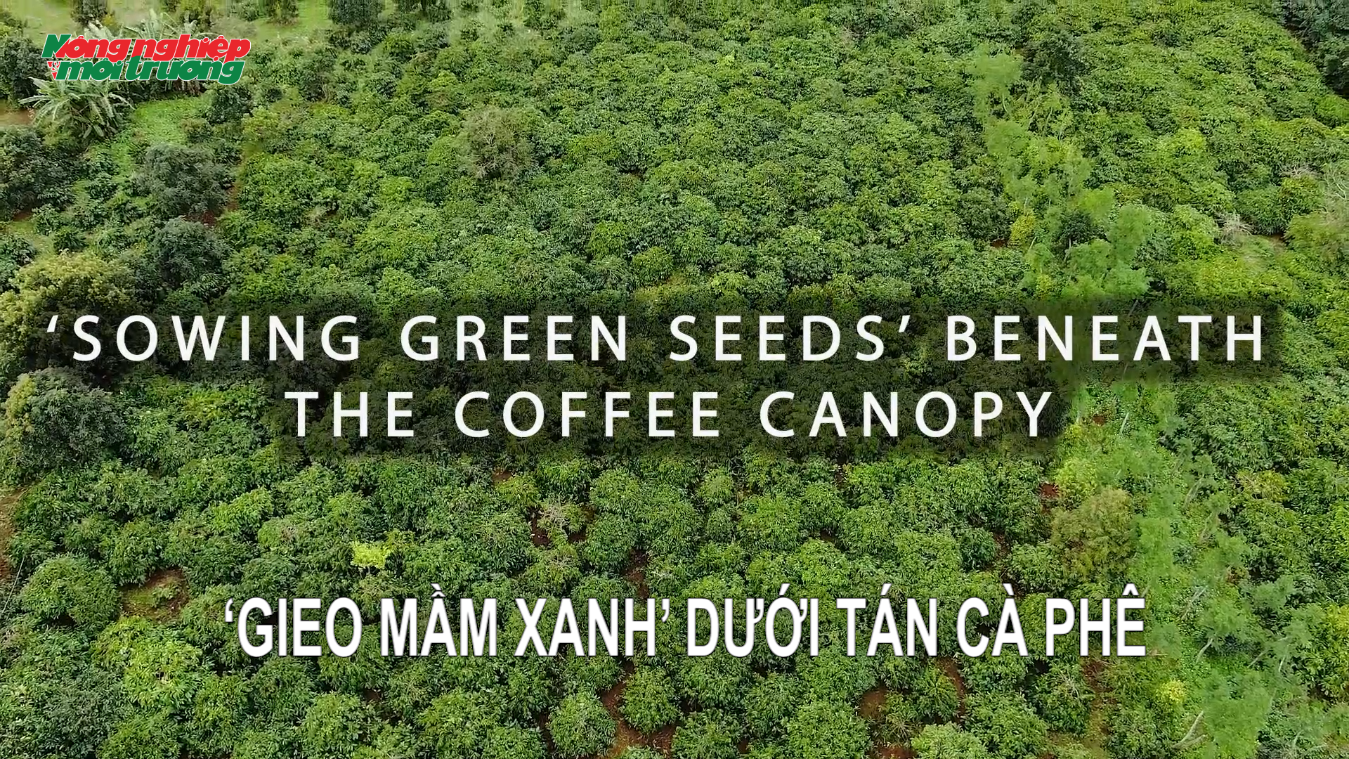 ‘Sowing green seeds’ beneath the coffee canopy